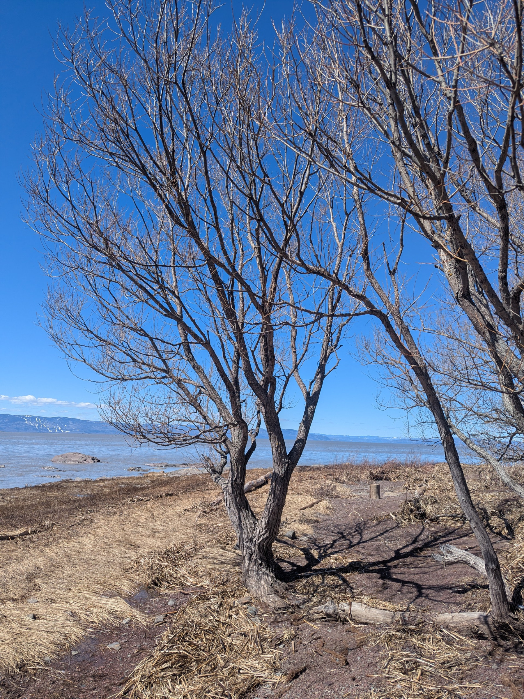 Arbre et Fleuve en grand format